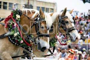 Horses two in halter and flowers