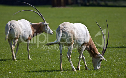 Scimitar-Horned Oryx