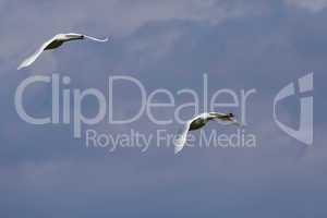 Two flying mute swan