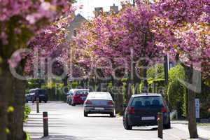 Japanese cherry trees