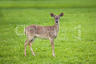 Deer white tail yearling grass