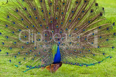 Peacock showing