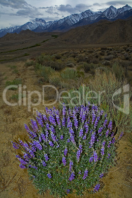 Lupine in Eastern Sierras