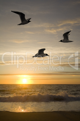 Seagulls and sunset