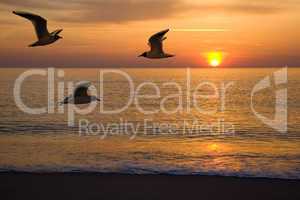 Seagulls and sunset