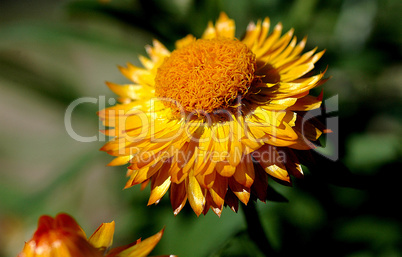 Strawflower:Siempreviva