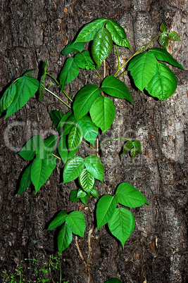 Poison Ivy/Poison Oak Vine