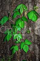Poison Ivy/Poison Oak Vine