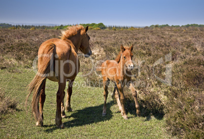 New Forest Mare & Foal