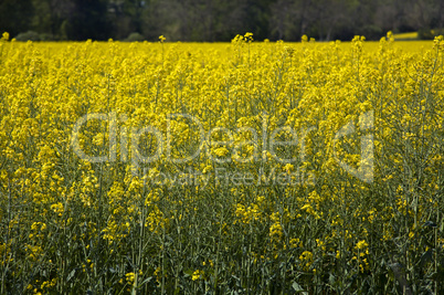 Rapeseed Field