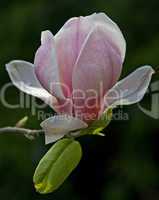Magnolia Rustica Rubra