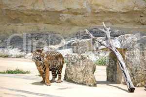 Tiger concrete cage San Antonio zoo