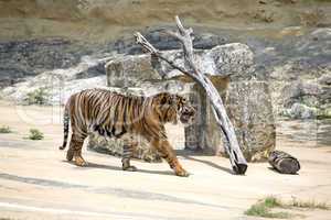Tiger concrete jungle San Antonio z