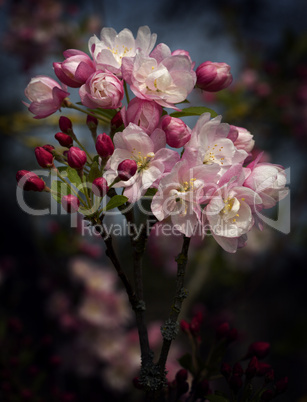 Malus Pink Perfection