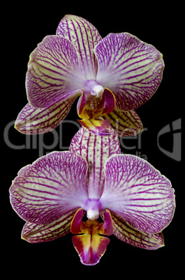 Phalaenopsis Orchids