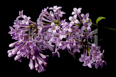 Hungarian Lilac