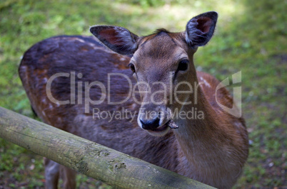 Fallow Deer