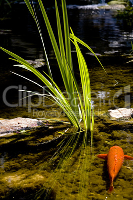 Koi Pond