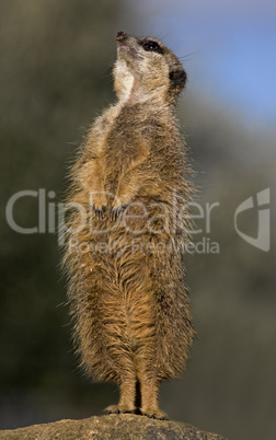 Slender-Tailed Meerkat