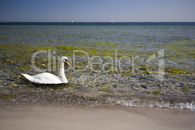 Swan in polluted waters
