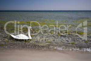 Swan in polluted waters
