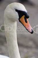 Close portrait of Mute Swan