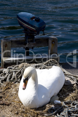 Mute Swan on her hatching place in