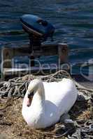 Mute Swan on her hatching place in