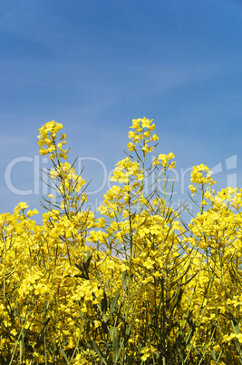 Rapeseed flower