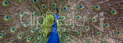 Peacock