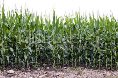 Corn field white cutout