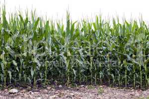 Corn field white cutout