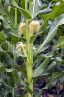 Corn stalk cob and husk verticle
