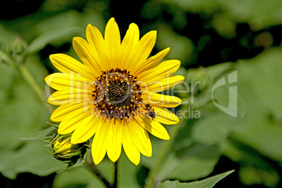 Sunflower and bee in flight