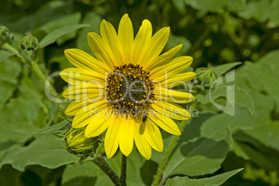 Sunflower and bee collecting nectar