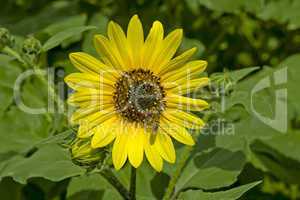 Sunflower and bee collecting nectar