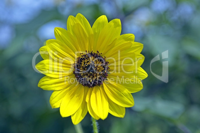 Sunflower bright yellow closeup
