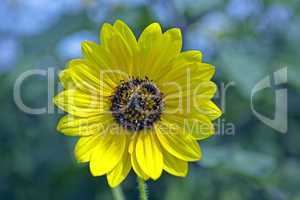 Sunflower bright yellow closeup