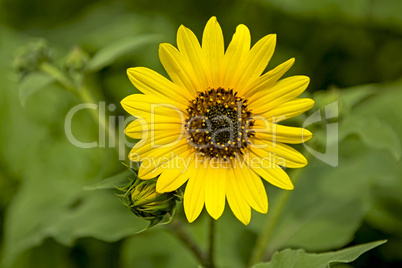 Sunflower and bud closeup