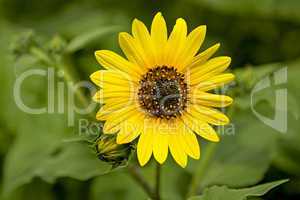 Sunflower and bud closeup