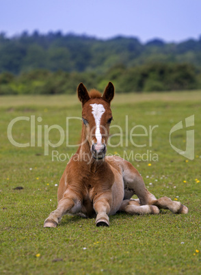 New Forest Foal