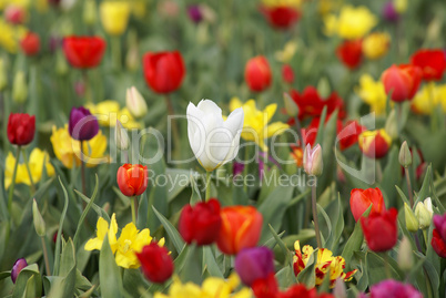 White tulip among red and yellow tu