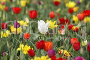 White tulip among red and yellow tu