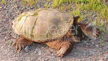 Large Snapping Turtle