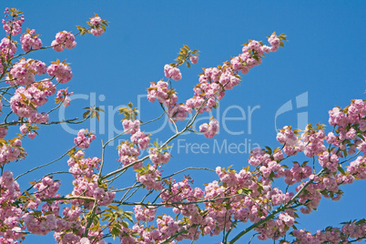 Stock Photo of Pink Cherry Blossom