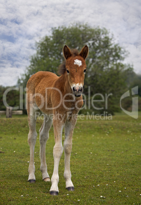 New Forest Pony Foal