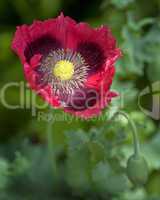 Oriental Poppy