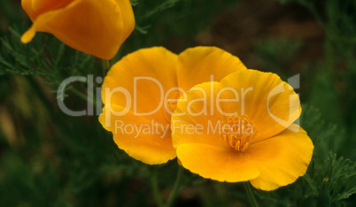 California Poppies