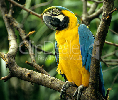 Macaw, Tropical Bird