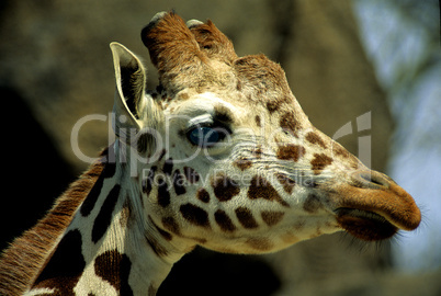 Reticulated Giraffe, Head Detail